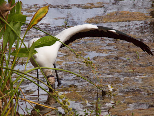 Wood Stork