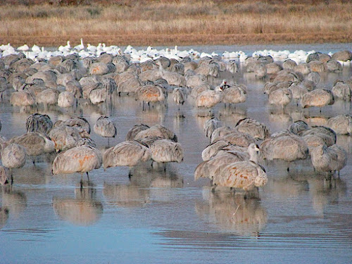 Canada Geese & Sandhill Cranes: Bosque Del Apache, NM