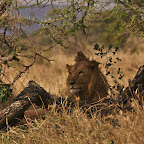 King of the Savannah is hiding