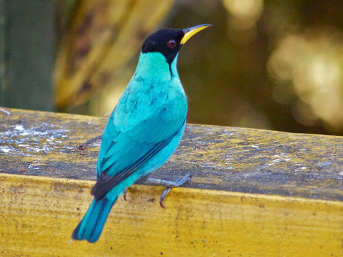 Blue Honeycreeper (m)