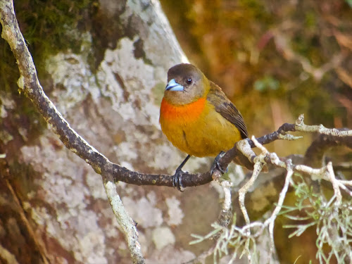 Cherrie's Tanager (f)