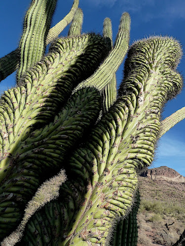 Organ Pipe National Monument