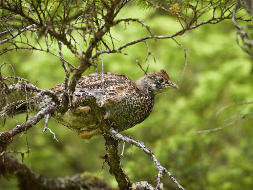 grouse