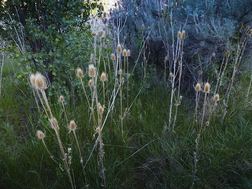 Page Springs Campground, Frenchglen, OR