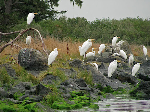 Great Egret - Brookings, Ship Ahoy Estuary, OR