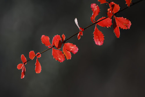 039_DSC_0115 - Autumn Leaves; November, 2007; China, Sichuan, Four Sisters Mountain