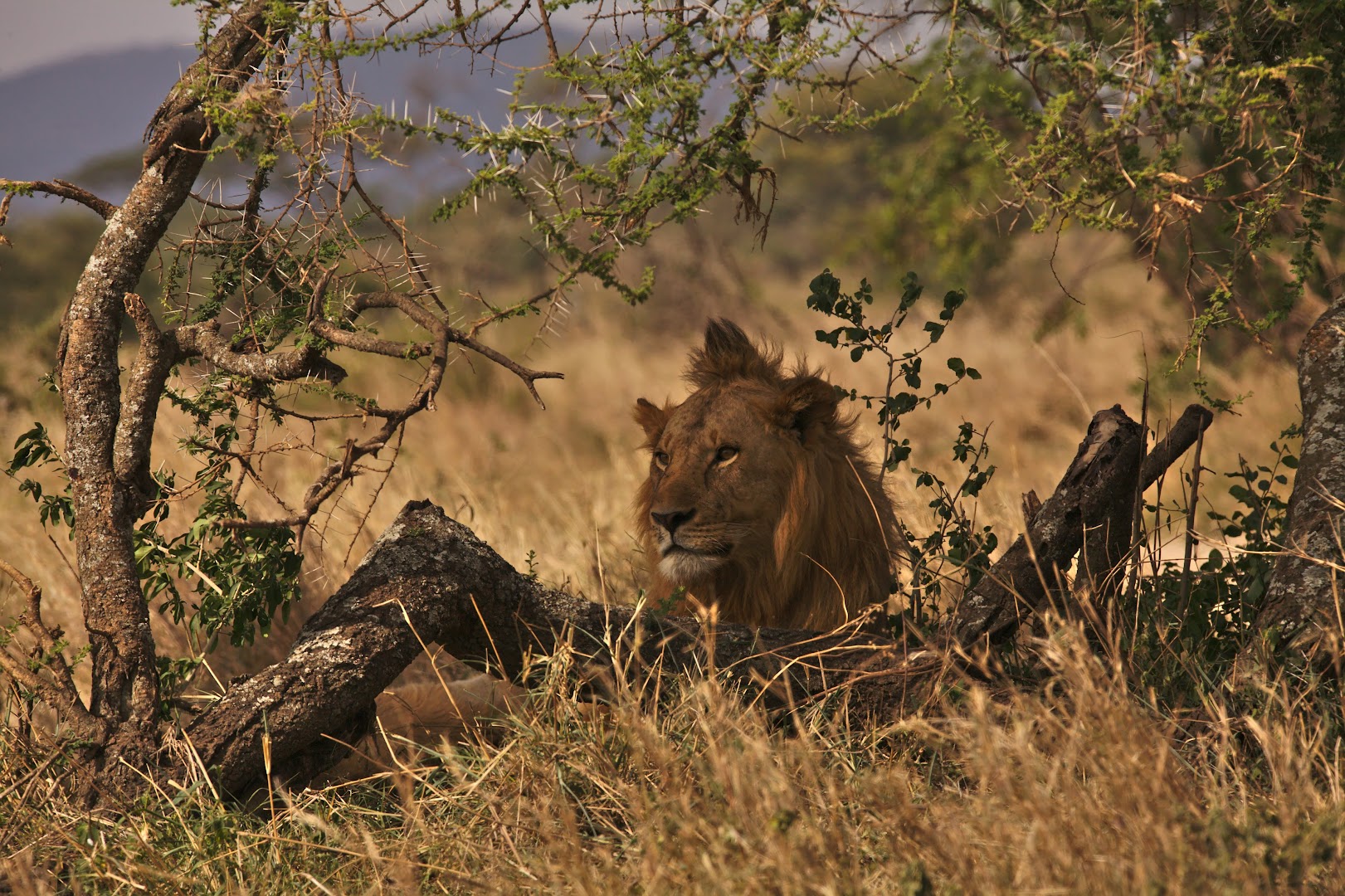 King of the Savannah is hiding