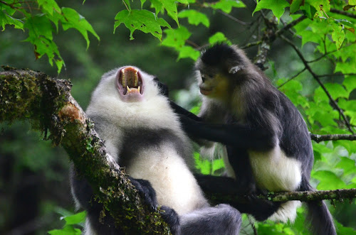 DSC_7259 - Snub-Nosed Monkeys; October, 2013; China, Yunnan, Tacheng