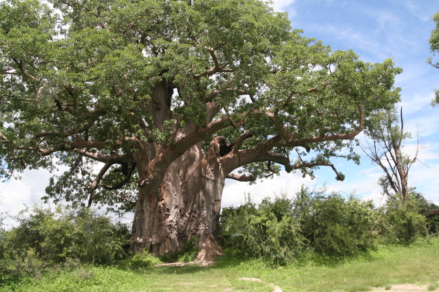 The Grand Baobab