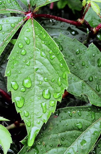 35420031 - Wet Vines; Summer, 1993; Austria, Wolfurt