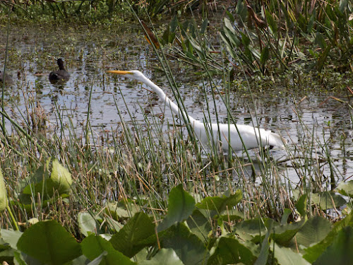 Great Egret