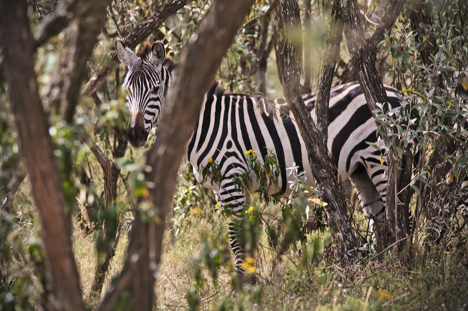 Hunting for zebras