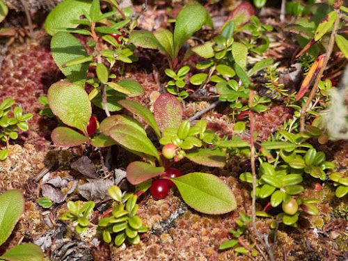 Wild berries, ground cover in mixed spruce forest, Tetlin Wildlife Reserve