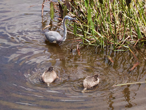 Tricolored Heron (and Mottled ducks)