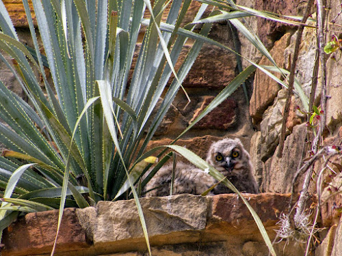 Great Horned Owl