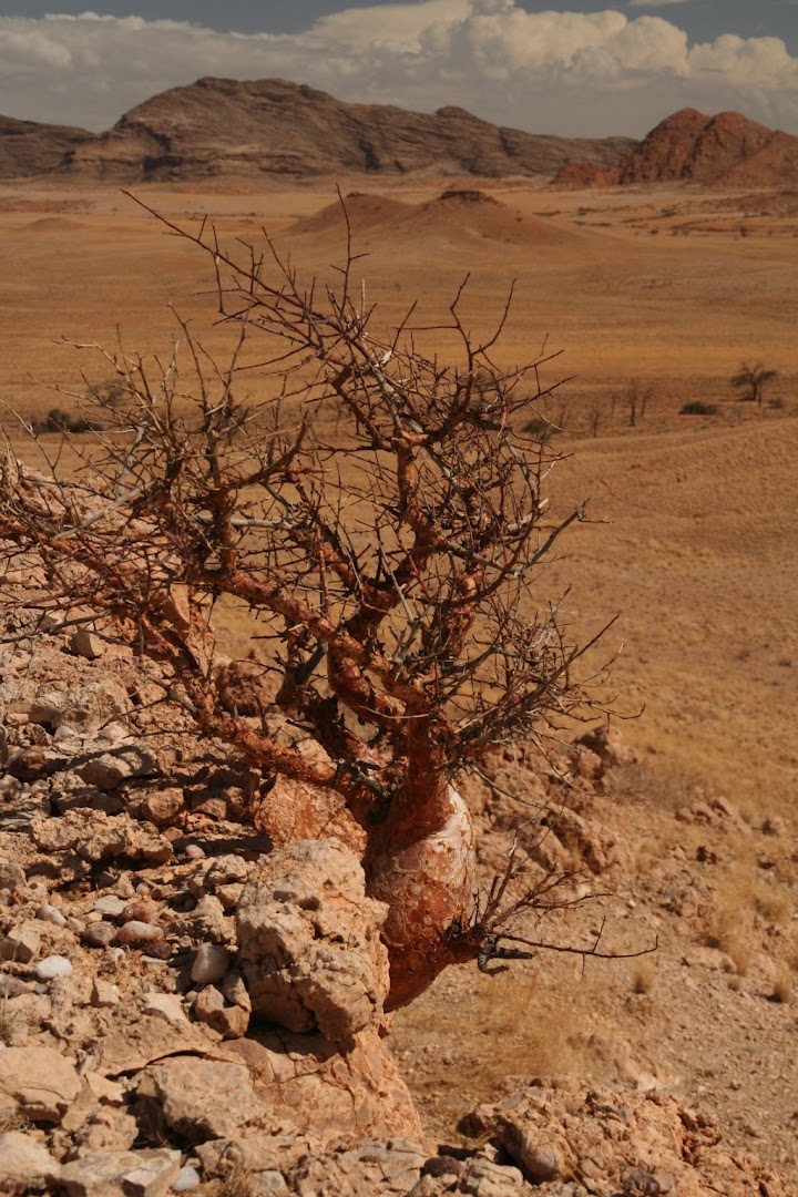 Water-greedy dry plant