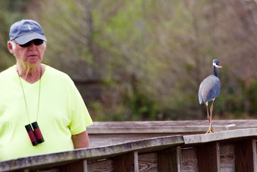 Tricolored Heron