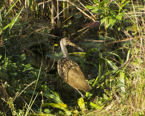 Limpkin