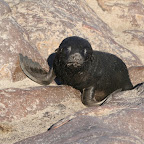 Baby seal trying to move on the ground (quite a hard task)