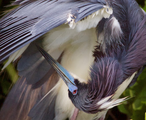 Tricolored Heron