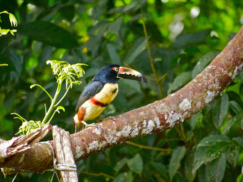 Collared Aracari