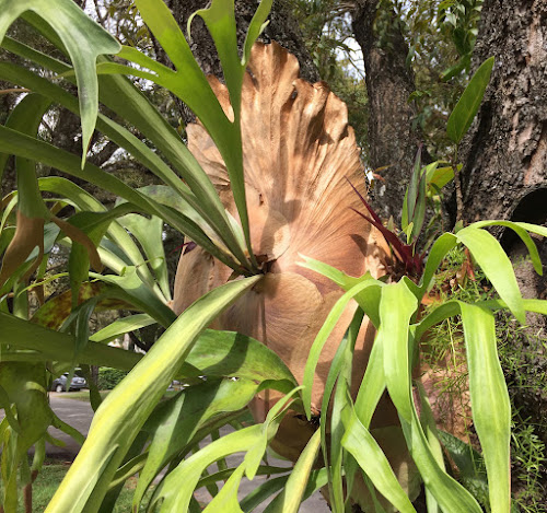 Staghorn fern