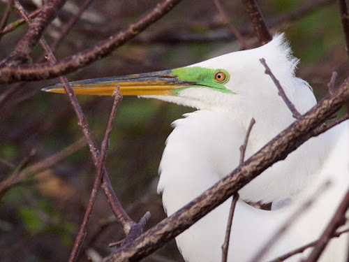 Great Egret (detail: breeding color)