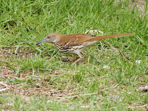 Brown Thrasher - Palo Duro Canyon State Park, TX