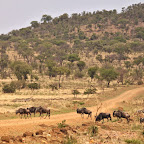 Gnu crossing