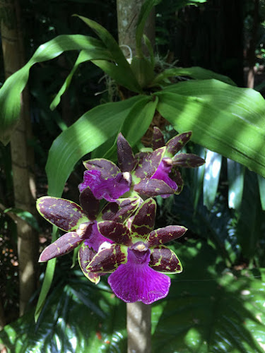 Fairchild Tropical Botanic Garden (Orchid Exhibit)