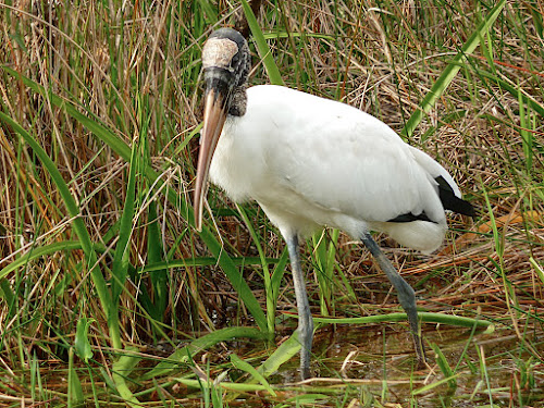 Wood Stork