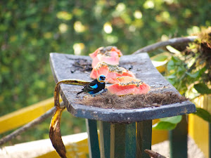 Golden-hooded Tanager