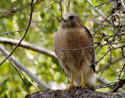 Red-shoulder hawk