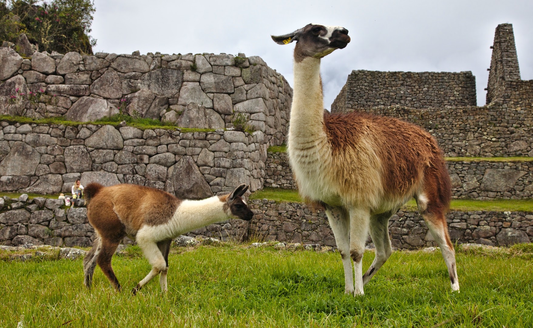 Peru