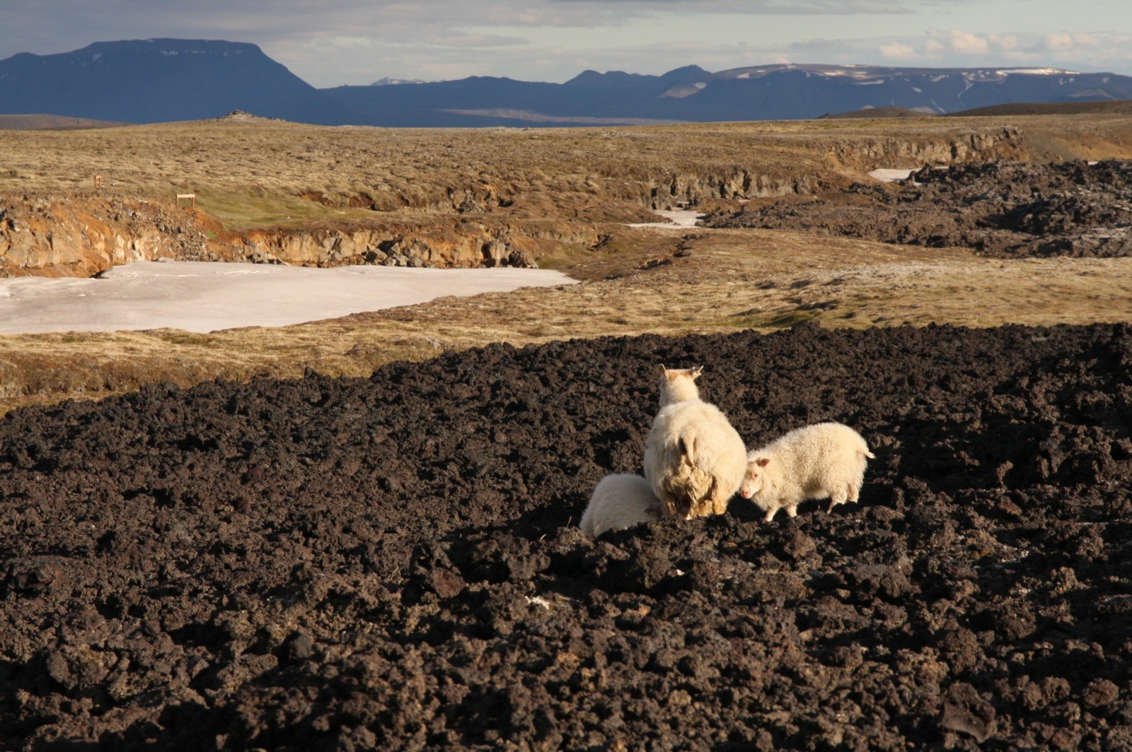 Local sheep has mutated to be able feed on lava rock and snow