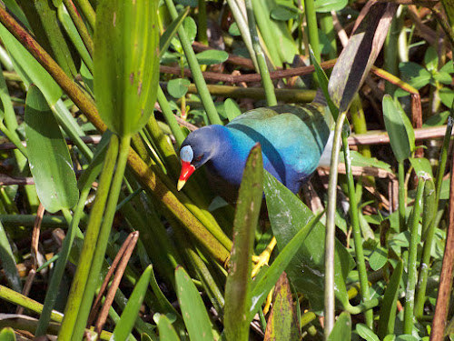 Purple Gallinule