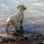 Jessie at about 12 weeks - her first look at the water, the river Murray.