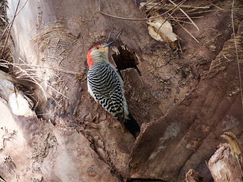 Red-bellied Woodpecker