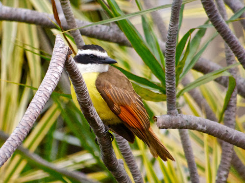 Great Kiskadee (© Nick Viani) Hacienda Guachipelin, Costa Rica