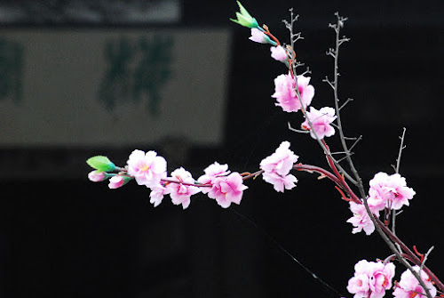 201104 Zhujia Huayuan Jianshui Yunnan - Spring flowers in Zhujia Huayuan; April, 2011; China, Yunnan, Jianshui