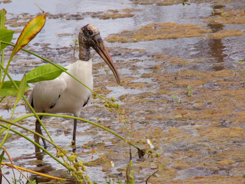 Wood Stork