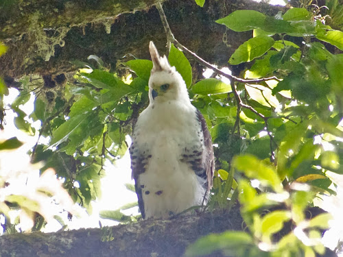 Crested Hawk-Eagle juv.