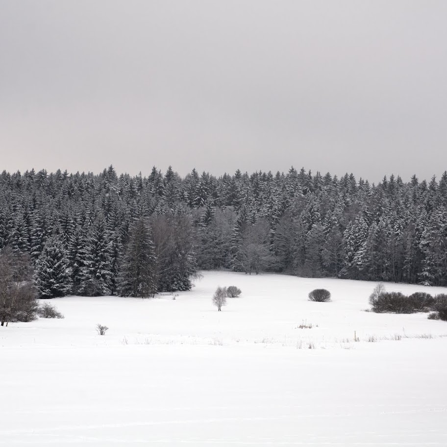 Zimní větvičky 2010 - _DSC9761