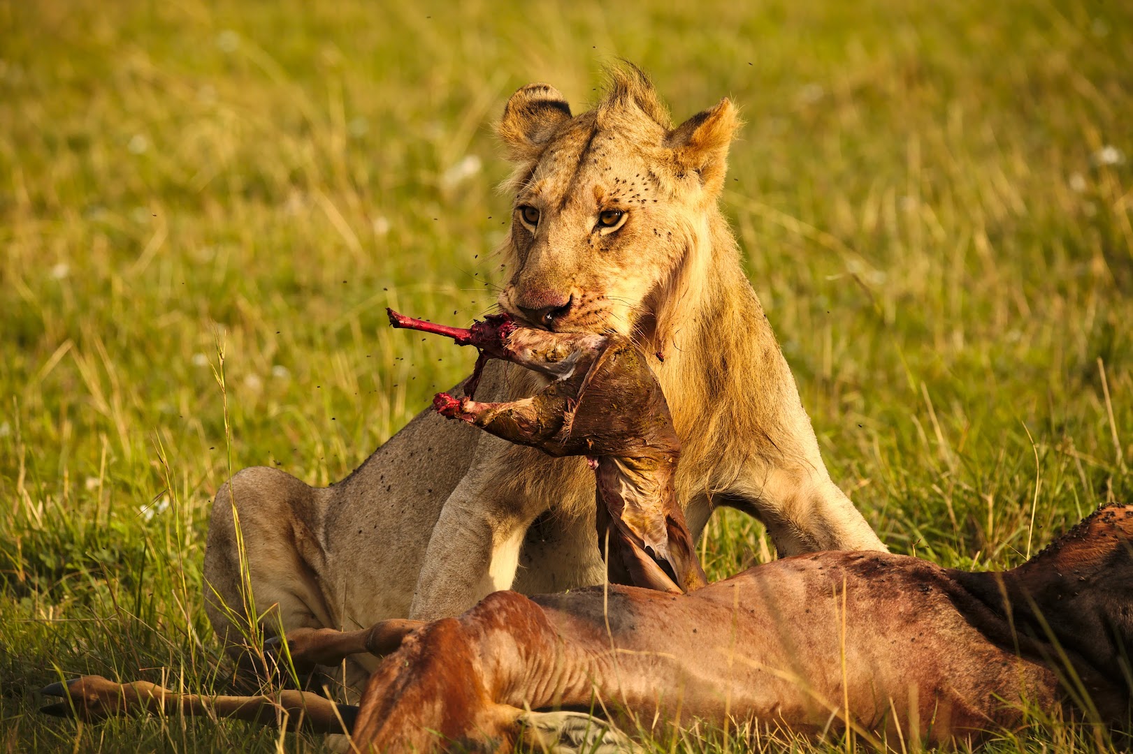 Savannah is a rough place - catching a pregnant gazelle is much easier