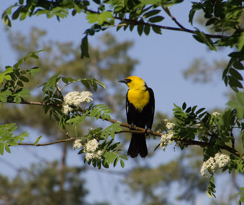 Yellow-headed Blackbird (© Nick Viani) Page Springs Campground, Frenchglen, OR