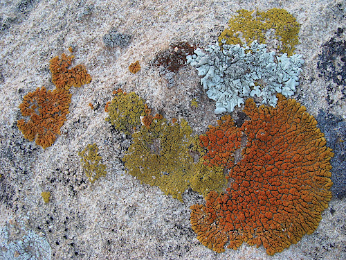 lichen.JPG