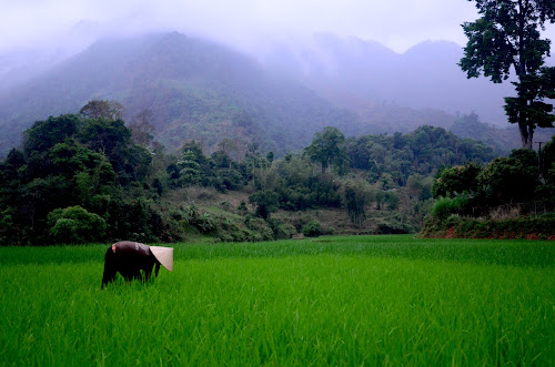 DSC_5888 - Rice Farmer; March, 2013; Vietnam, Mai Chau