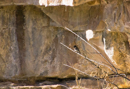 Black Phoebe near nest