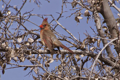 Pyrrhuloxia (f)