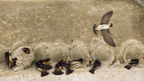 Cliff Swallows